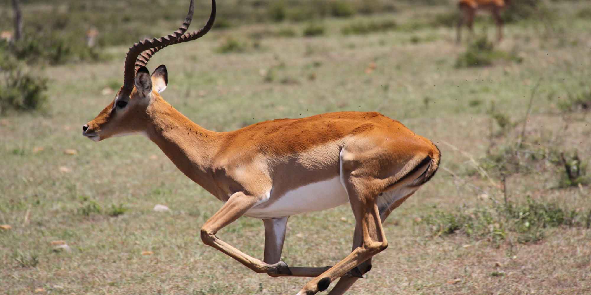 Национальный парк Танзании Серенгети антилопы